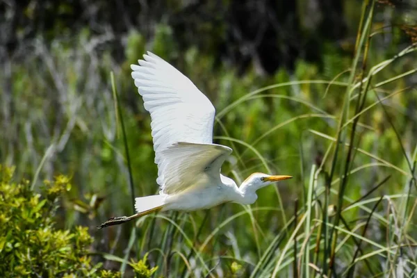 Vit Fågel Som Flyger Över Högt Gräs Våtmarker — Stockfoto