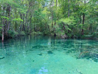 Florida 'nın turkuaz suları