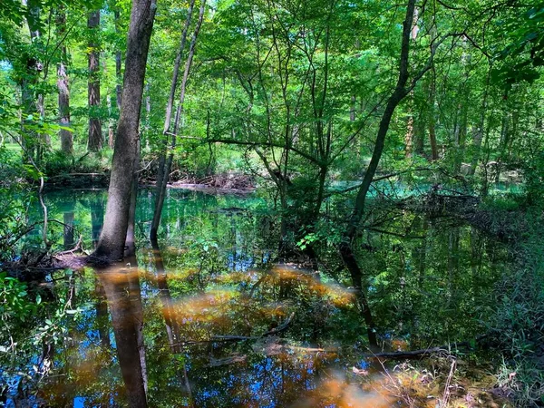 Türkisfarbenes Wasser Der Florida Quellen — Stockfoto