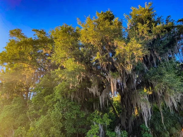 オークの木を通して輝く夕日と沼に吊るされた苔 — ストック写真