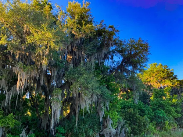 Sunset Shining Oak Trees Hanging Moss Swamp — Stock Photo, Image