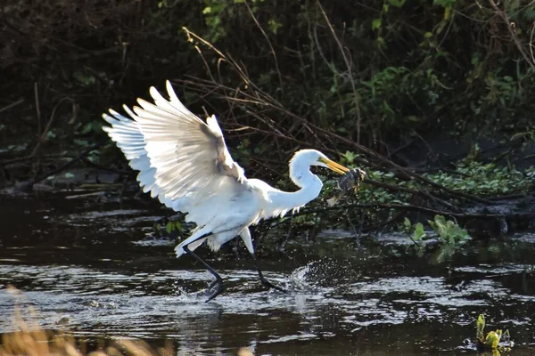 Bataklıktaki Büyük Beyaz Kuş Balık Yiyor — Stok fotoğraf