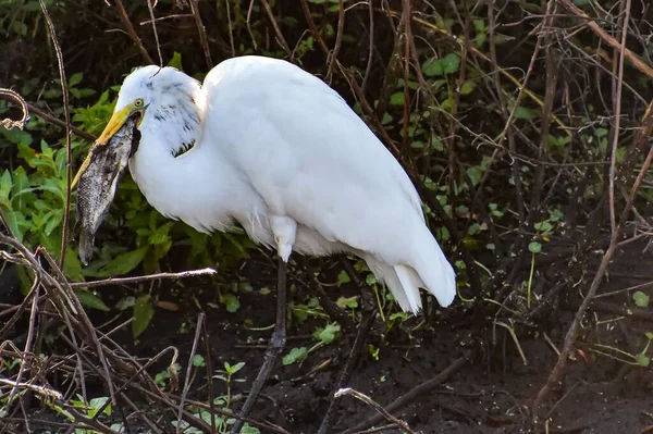 Bataklıktaki Büyük Beyaz Kuş Balık Yiyor — Stok fotoğraf