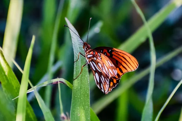 Gulf Fritillary Aka Agraulis Vanillae Florida — Foto de Stock