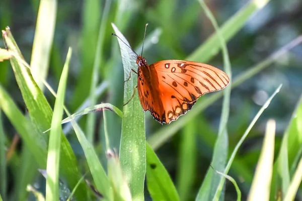 Gulf Fritillary Άλλως Agraulis Vanillae Στη Φλόριντα — Φωτογραφία Αρχείου