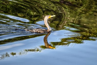 Aptal kuş bataklıkta sıçrıyor.