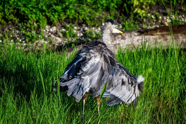 Jeune Héron Bleu Humide Dans Marais — Photo