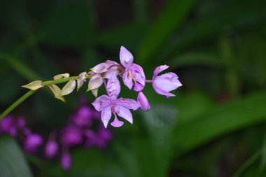 Florida 'da bir bahçede orkideler