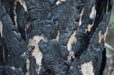 Yangından sonra kömürleşmiş ağaç kabuğu.
