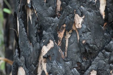 Yangından sonra kömürleşmiş ağaç kabuğu.