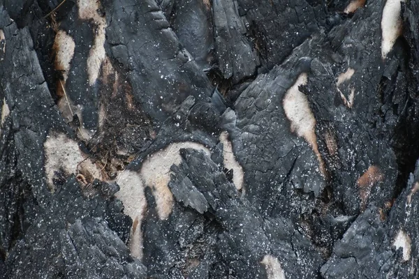 Latido Carbonizado Tronco Árvore Depois Fogo — Fotografia de Stock