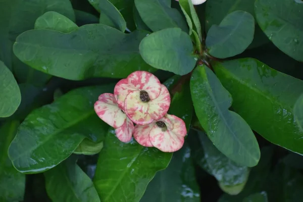 Rosafarbene Kaktusblüten Floridas Garten — Stockfoto