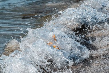 Florida, Sanibel Adası 'nda vatoz ateşi (inek burun ışınları)