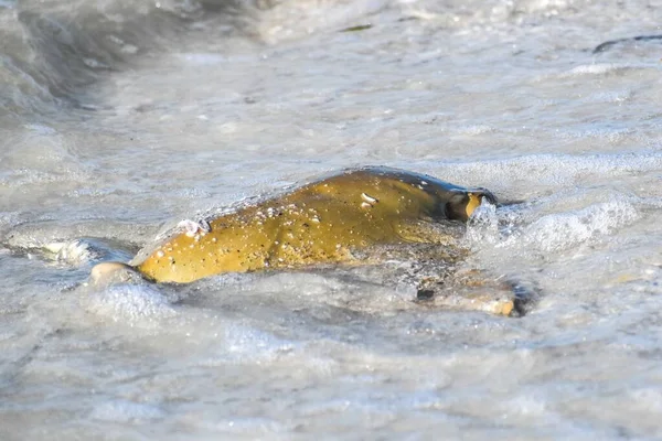 Febbre Delle Razze Razze Nasali Mucca Nell Isola Sanibel Florida — Foto Stock