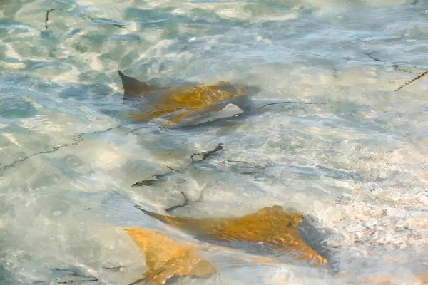 Fièvre Des Raies Nez Vache Sanibel Island Floride — Photo