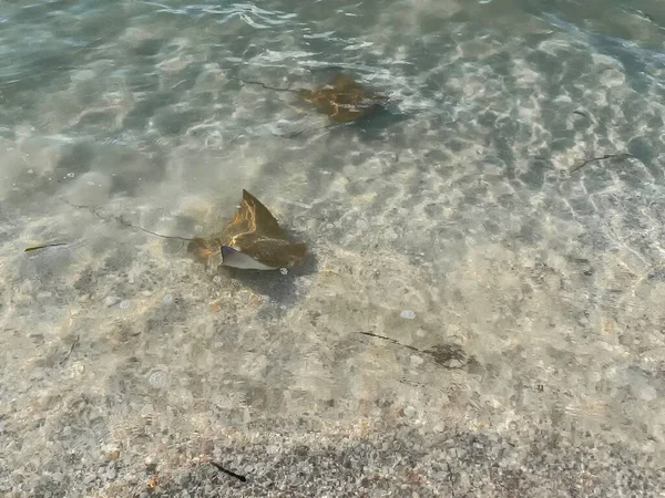 Stingray Láz Tehénorr Sugarak Sanibel Szigeten Floridában — Stock Fotó