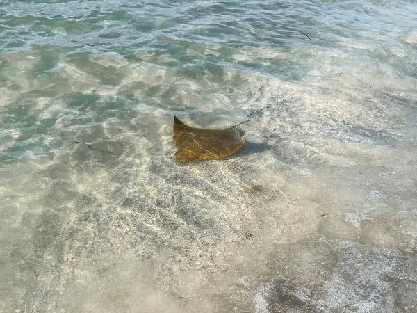 Febbre Delle Razze Razze Nasali Mucca Nell Isola Sanibel Florida — Foto Stock