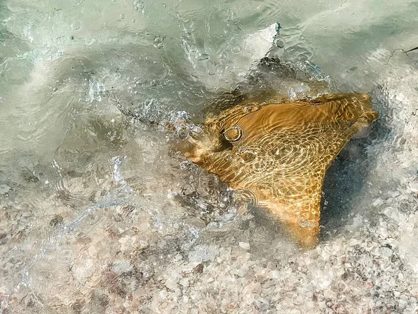 Florida Sanibel Adası Nda Vatoz Ateşi Inek Burun Işınları — Stok fotoğraf