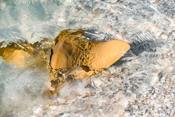 Stingray Láz Tehénorr Sugarak Sanibel Szigeten Floridában — Stock Fotó