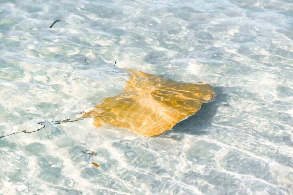 Fever of stingrays (cow nose rays) in Sanibel Island, Florida