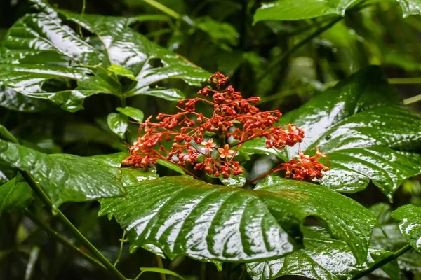 Rote Clerodendrum Paniculatum Blüte Pagodenblume — Stockfoto