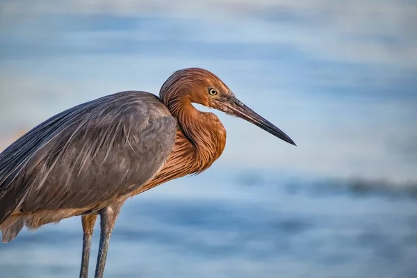 Nerozmnožovací Dospělý Tmavý Morf Načervenalý Egret Aka Egretta Rufescens — Stock fotografie