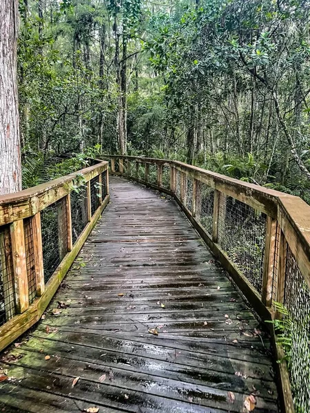 Cypress Boardwalk Loxahatchee National Wildlife Refuge Florida — Stockfoto