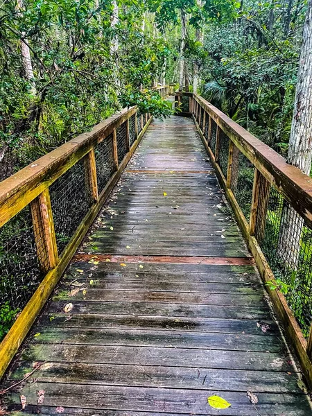 Cypress Boardwalk Στο Loxahatchee National Wildlife Refuge Φλόριντα — Φωτογραφία Αρχείου
