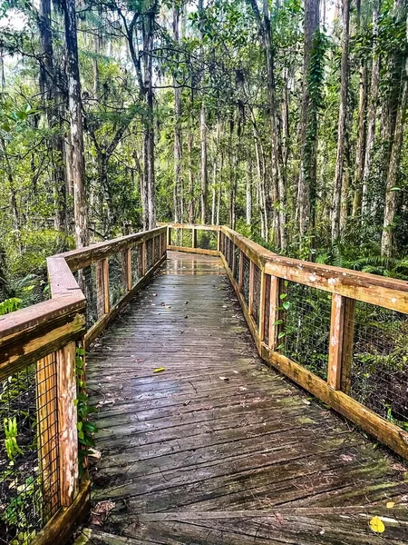 Cypress Boardwalk Loxahatchee National Wildlife Refuge Florida — стокове фото