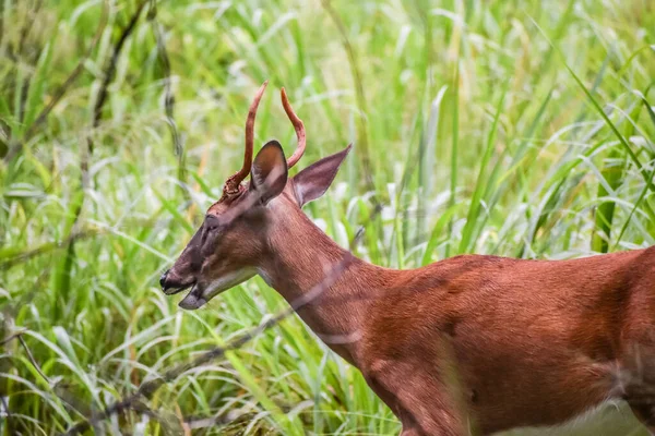 Junges Reh Den Wäldern Floridas — Stockfoto