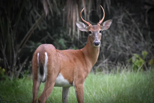 Cerf Mâle Juvénile Dans Les Bois Floride — Photo