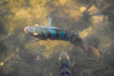 Florida bataklığında Tavuskuşu Bası