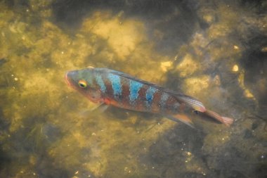 Florida bataklığında Tavuskuşu Bası