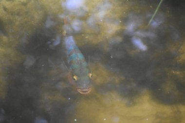 Florida bataklığında Tavuskuşu Bası