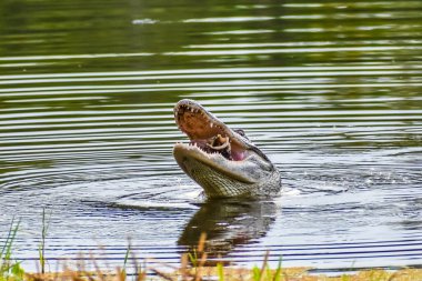Alabama 'daki timsah bir kaplumbağa yakalar ve onu yer..