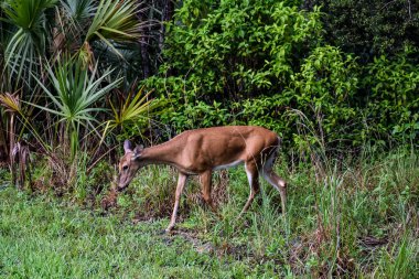 Florida parkında dişi geyik