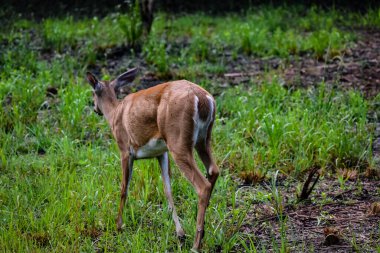 Florida parkında dişi geyik