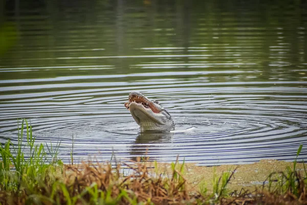 Alligator Alabama Vangt Een Schildpad Eet Hem — Stockfoto