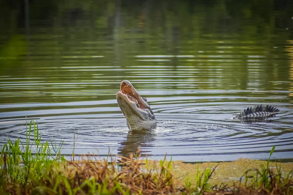 Alligatore Louisiana Cattura Una Tartaruga Mangia — Foto Stock