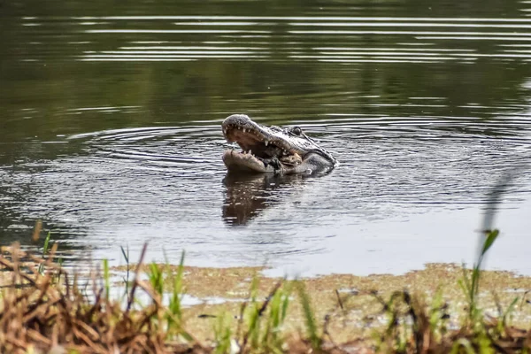 Alligator Louisiana Vangt Een Schildpad Eet Hem — Stockfoto