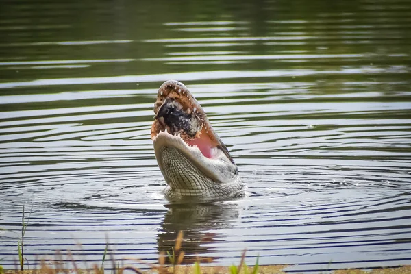 Alligatore Louisiana Cattura Una Tartaruga Mangia — Foto Stock