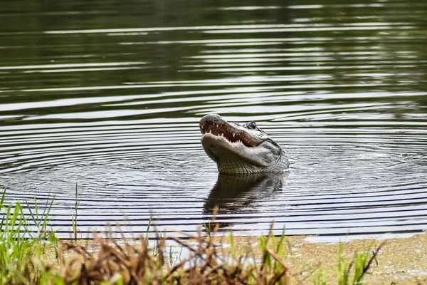 Louisiana Daki Timsah Bir Kaplumbağa Yakalar Onu Yer — Stok fotoğraf