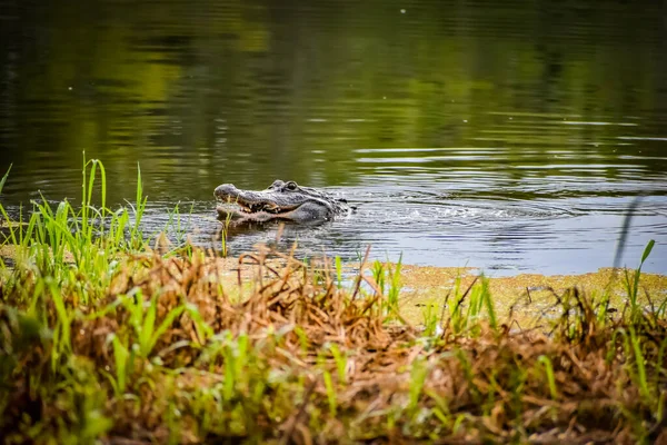 Alligator Alabama Vangt Een Schildpad Eet Hem — Stockfoto