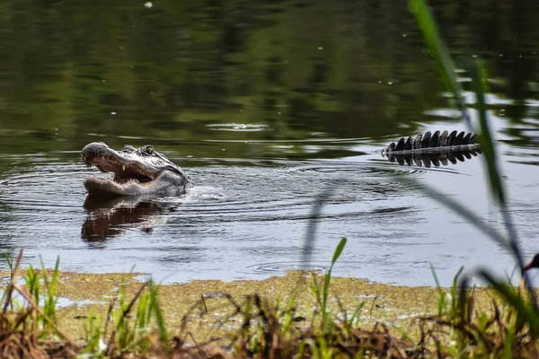 Alabamai Aligátor Fogott Egy Teknőst Megette — Stock Fotó