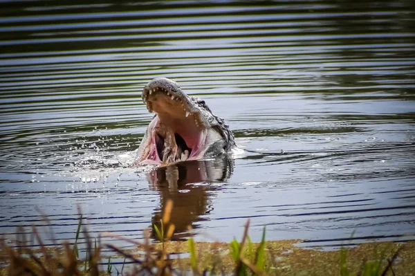 Alligator Georgië Vangt Een Schildpad Eet Hem — Stockfoto