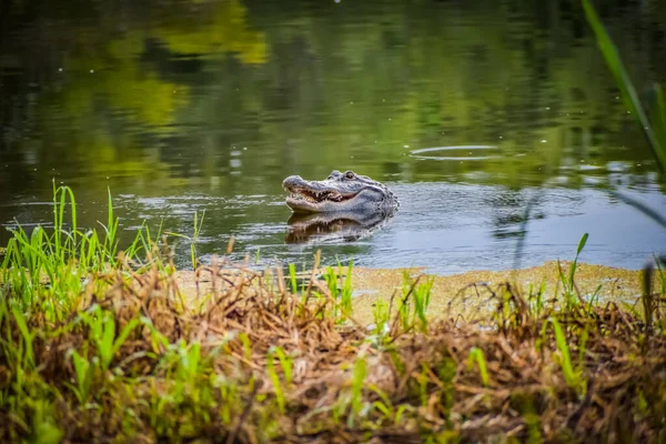 Alligator Georgië Vangt Een Schildpad Eet Hem — Stockfoto