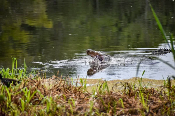 Alligator Georgië Vangt Een Schildpad Eet Hem — Stockfoto