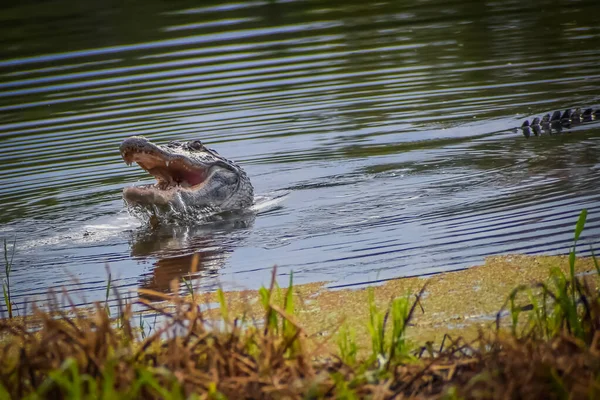 Alligator Florida Fängt Schildkröte Und Frisst Sie — Stockfoto