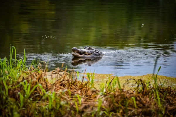 Alligator Florida Fängt Schildkröte Und Frisst Sie — Stockfoto