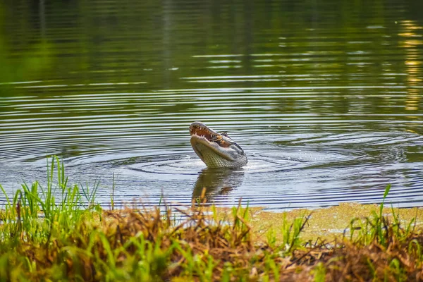 Alligator Florida Fängt Schildkröte Und Frisst Sie — Stockfoto